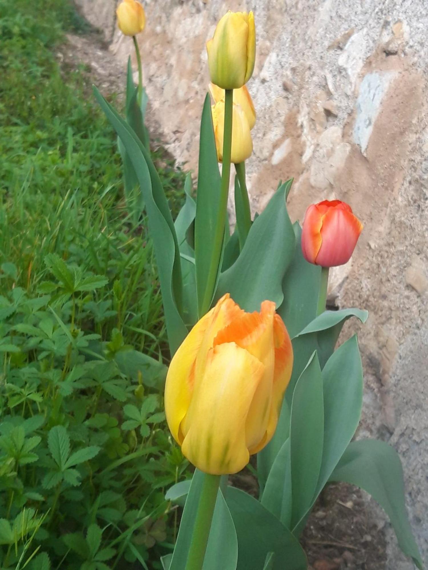 Corte Martinola Bed&Breakfast In Franciacorta Ome Exterior foto
